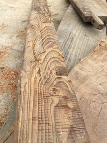 探索常見木材的種類與特性